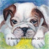 Bull Dog Puppie Acrylic Painting