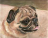 Cozy Pug Acrylic Painting